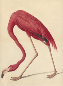 Flamingo Greater, 1838 (wc, vaječný bílek a grafit na papíře)